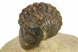 Enrolled Reedops Trilobite - Atchana, Morocco #271915-1